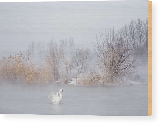 Swan Wood Print featuring the photograph Untitled by Uu