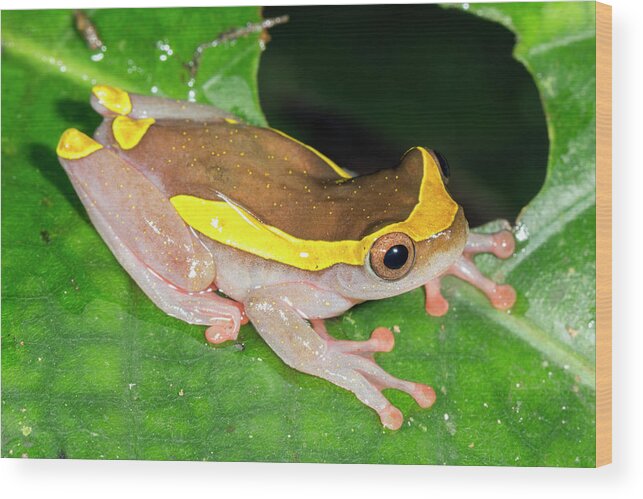 Amazon Wood Print featuring the photograph Upper Amazon Treefrog by Dr Morley Read