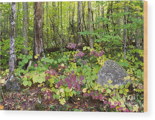 Forest Wood Print featuring the photograph Upstate NY Forest by Chris Scroggins