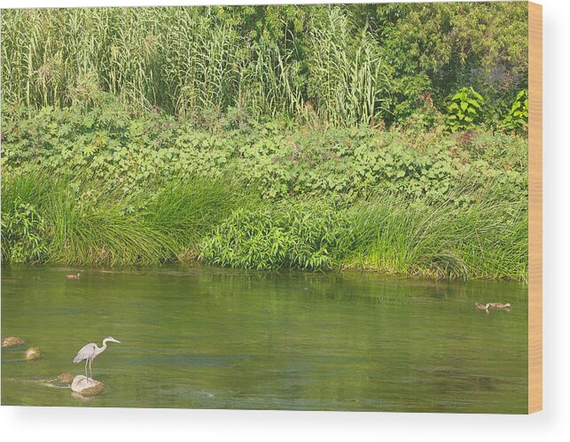 Los Angeles River Wood Print featuring the photograph Urban Wildlife Habitat - Los Angeles River by Ram Vasudev