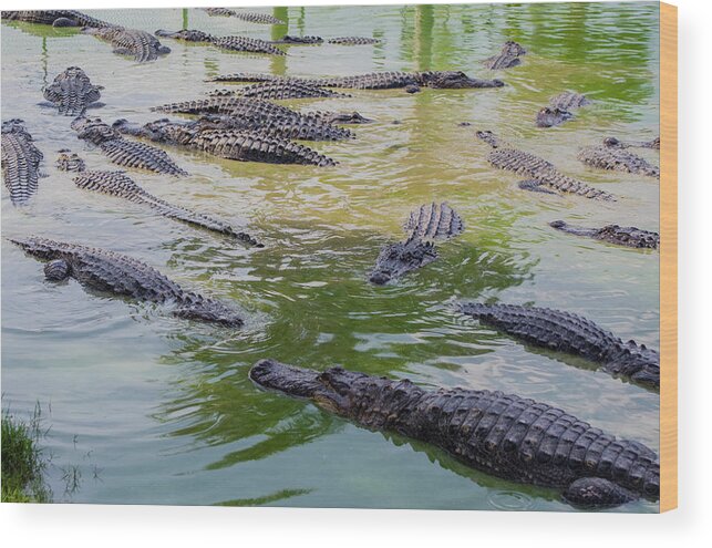 Alligator Wood Print featuring the photograph USA, Florida, Ochopee by Charles Crust