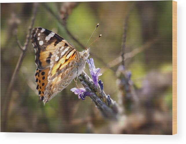 Painted Lady Wood Print featuring the photograph Vanessa Cardui II by Meir Ezrachi