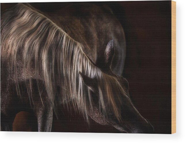 Equine Wood Print featuring the photograph Variations by Pamela Steege