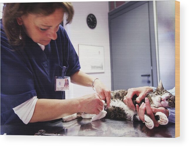 Animal Wood Print featuring the photograph Vet Treating A Cat by Mauro Fermariello/science Photo Library