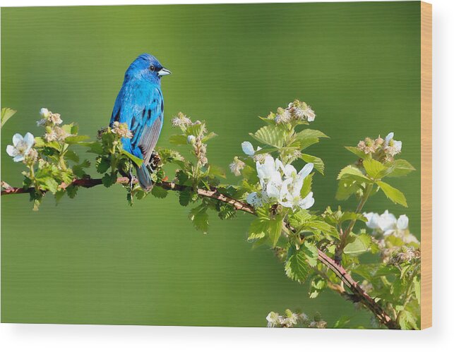 Indigo Bunting Wood Print featuring the photograph Vibrance of Spring by Rob Blair