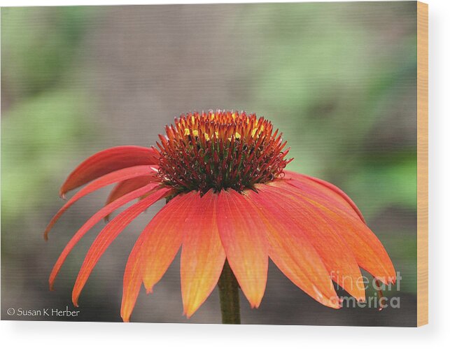 Cone Flower Wood Print featuring the photograph Vibrant Cone by Susan Herber