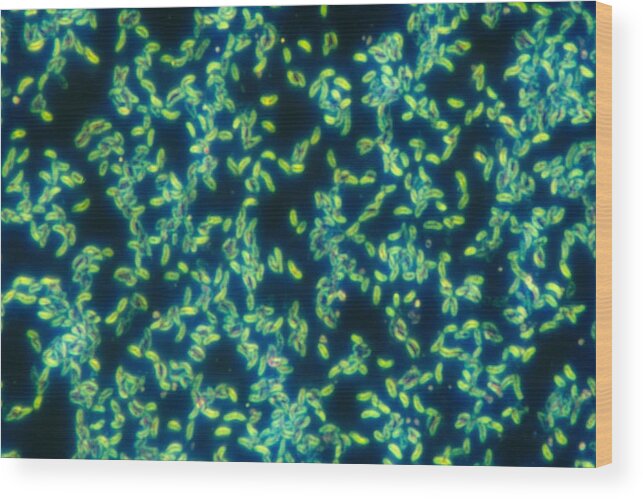 Bacteria Wood Print featuring the photograph Vibrio Cholerae, Lm by Michael Abbey