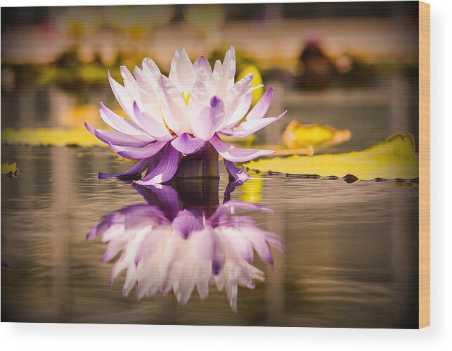 Water Lilies Wood Print featuring the photograph Victoria by Deshagen Photography