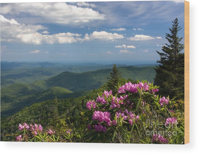 Rhododendrons Wood Print featuring the photograph View from the Blue Ridge Parkway Spring 2010 by Matthew Turlington