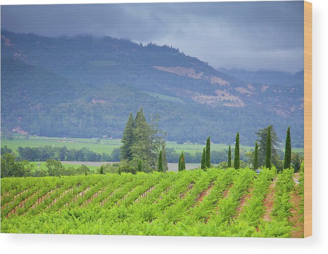 Tranquility Wood Print featuring the photograph View Of A Vineyard In Napa Valley by Mel Curtis