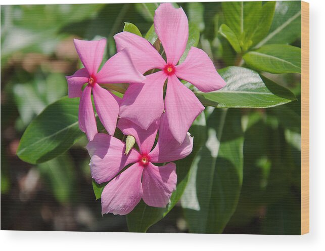 Donna Proctor Wood Print featuring the photograph Vinca Periwinkle by Donna Proctor