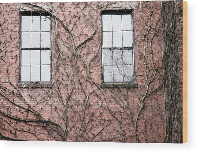 Boston Wood Print featuring the photograph Vines and Brick by Natalie Rotman Cote