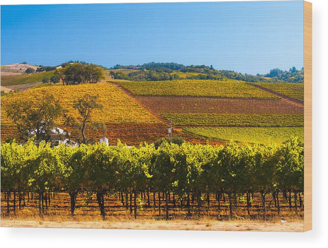 Vineyard Wood Print featuring the photograph Vineyard Colors by Kathleen McGinley