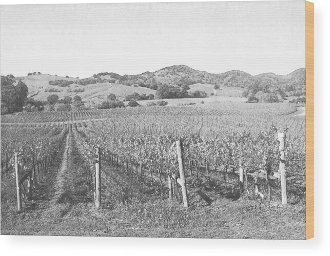 Vineyard Wood Print featuring the photograph Vineyards by Frank Wilson