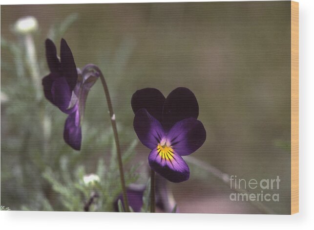 Violets Wood Print featuring the photograph Violets -33 by Stephen Parker