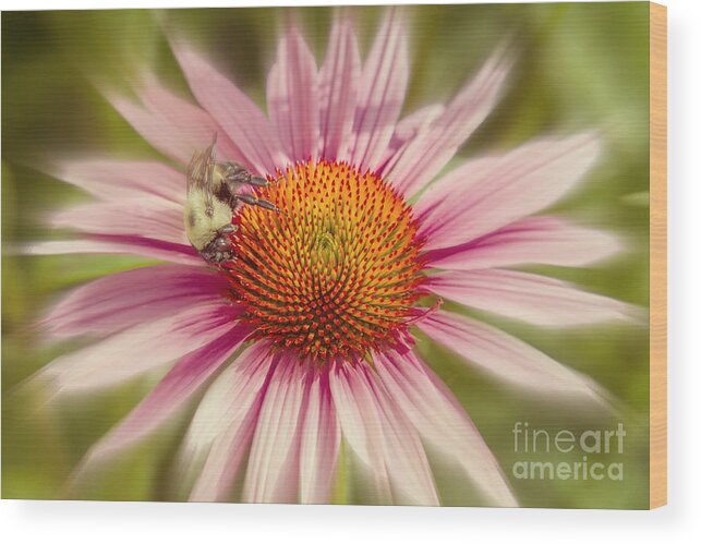 Very Important Pollinator Wood Print featuring the photograph VIP Very Important Pollinator by Chris Scroggins
