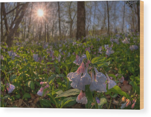 2012 Wood Print featuring the photograph Virgina Bluebells by Robert Charity