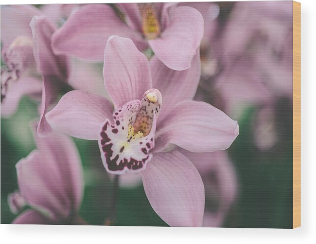 Flower Wood Print featuring the photograph Majestic by Nastasia Cook