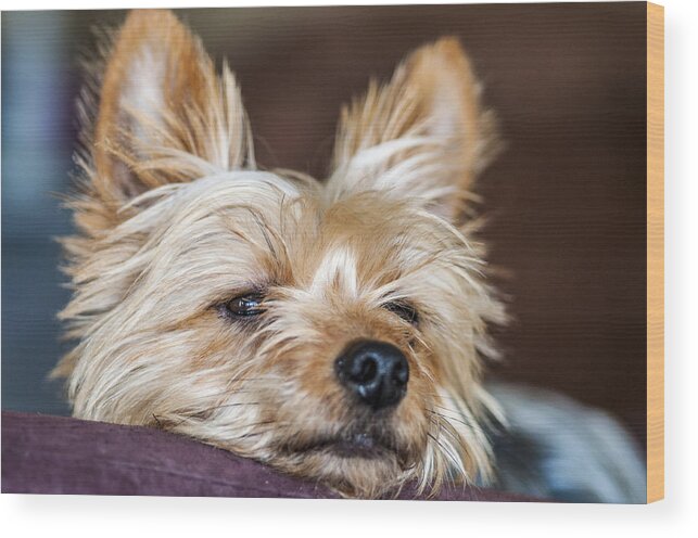 Dog Wood Print featuring the photograph Waiting For Daddy by Cathy Kovarik