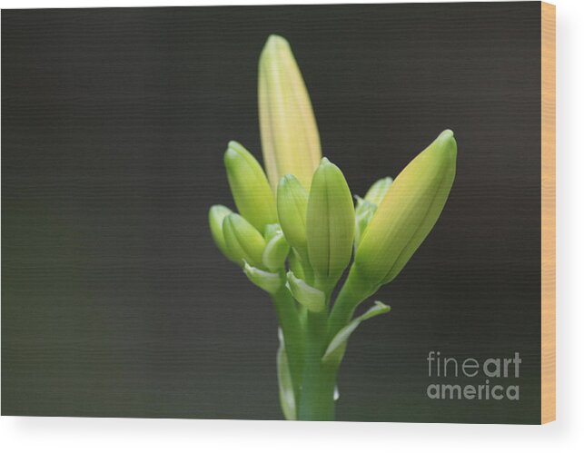 Barbara Bardzik Wood Print featuring the photograph Waiting to Bloom by Barbara Bardzik