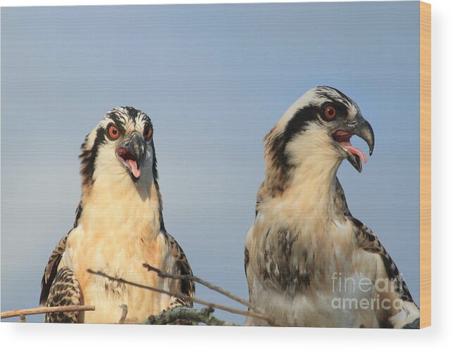 Two Wood Print featuring the photograph Waiting to fly by Geraldine DeBoer