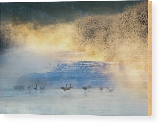 Cranes Wood Print featuring the photograph Wake-up Dance by C. Mei