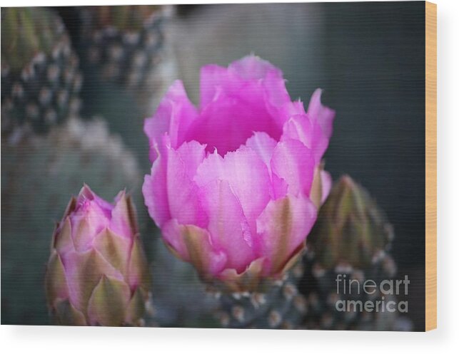 Cactus Wood Print featuring the photograph Waking by Marcia Breznay