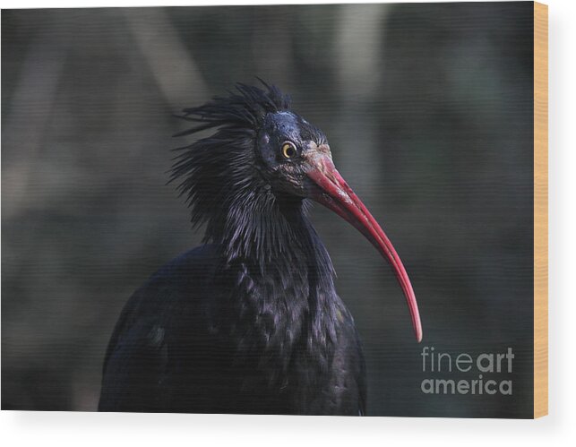 Waldrapp Ibis Wood Print featuring the photograph Waldrapp Ibis 5D27043 by Wingsdomain Art and Photography