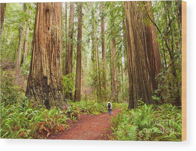 Redwoods Wood Print featuring the photograph Walk Among Giants - Massive redwoods Sequoia sempervirens in Redwoods National Park. by Jamie Pham