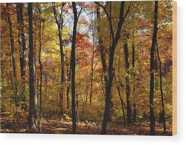 Nature Wood Print featuring the photograph Walk in the Woods by Harold Rau