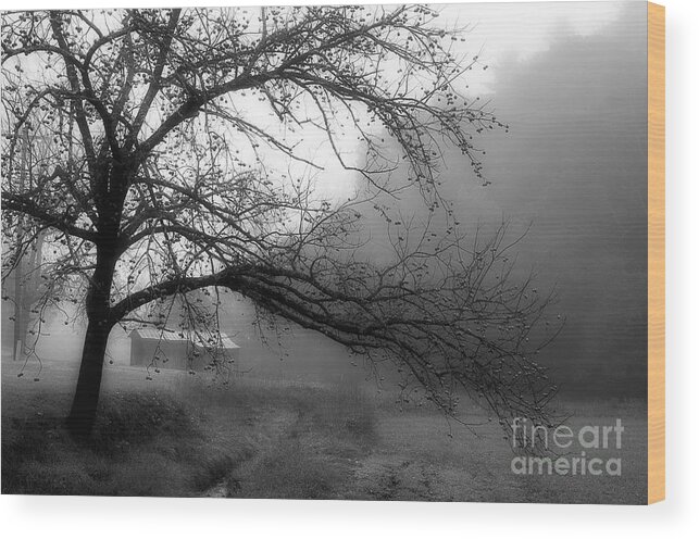 Walnut Tree Wood Print featuring the photograph Walnut Tree Along The Creek by Michael Eingle
