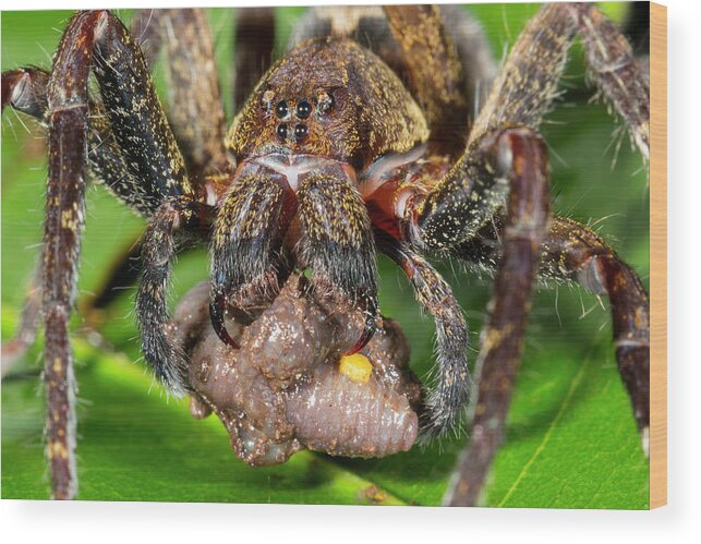 Animal Wood Print featuring the photograph Wandering Spider Feeding by Dr Morley Read