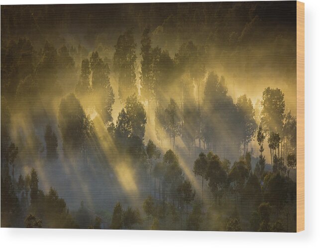 Landscape Wood Print featuring the photograph Warmth In The Cold by Prianto Puji Anggriawan