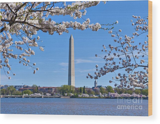 Washington Monument Wood Print featuring the photograph Washington Monument Spring Cherry Blossom trees Full Bloom Tidal Basin by David Zanzinger