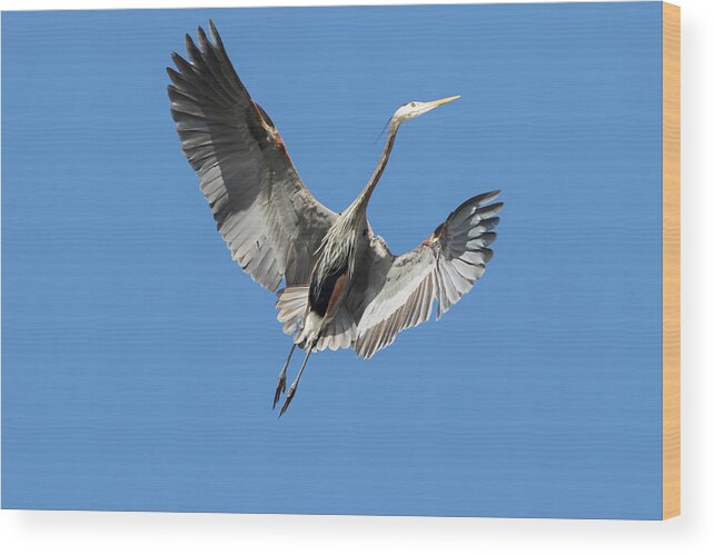 Ardea Herodias Wood Print featuring the photograph Washington State, Redmond, Great Blue by Jamie and Judy Wild