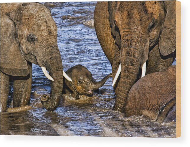 Baby Elephant Elephants Mothers Protective Water Crossing Kenya Africa Wood Print featuring the photograph Watchful Eye by Wendy White