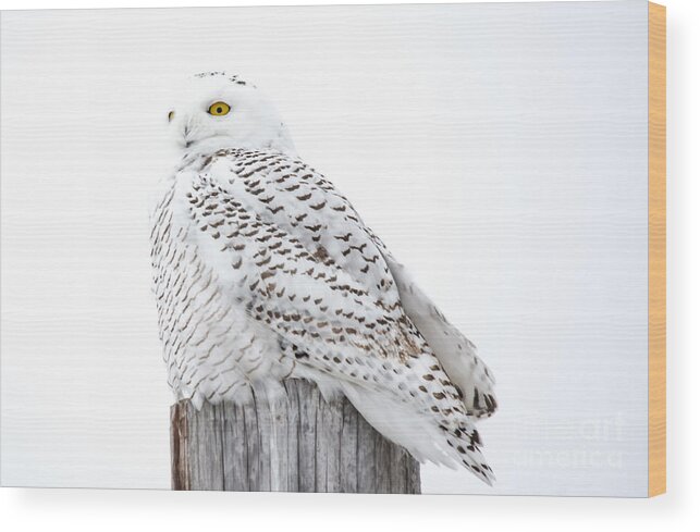 Field Wood Print featuring the photograph Watching Snowy Owl by Cheryl Baxter