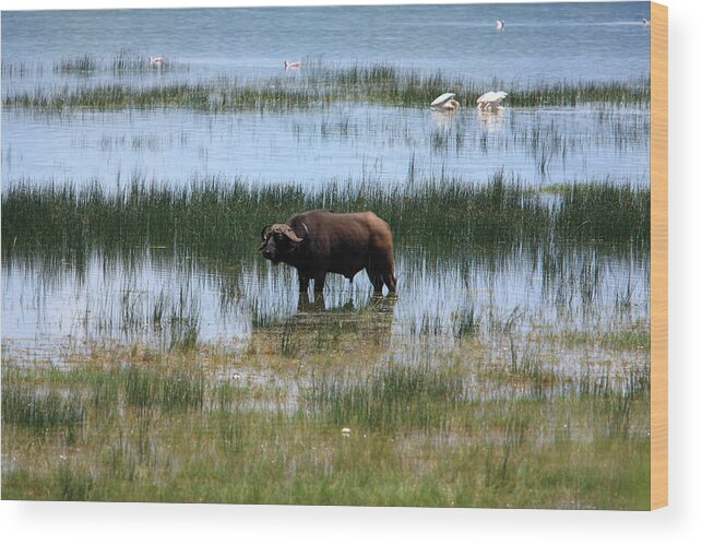 Africa Wood Print featuring the photograph Water Buffalo at Lake Nakuru by Aidan Moran