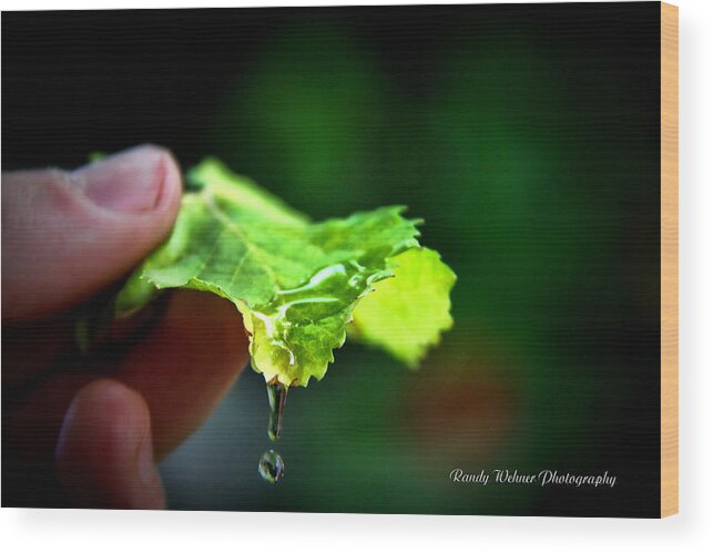 Leaf Wood Print featuring the photograph Water Drops by Randy Wehner