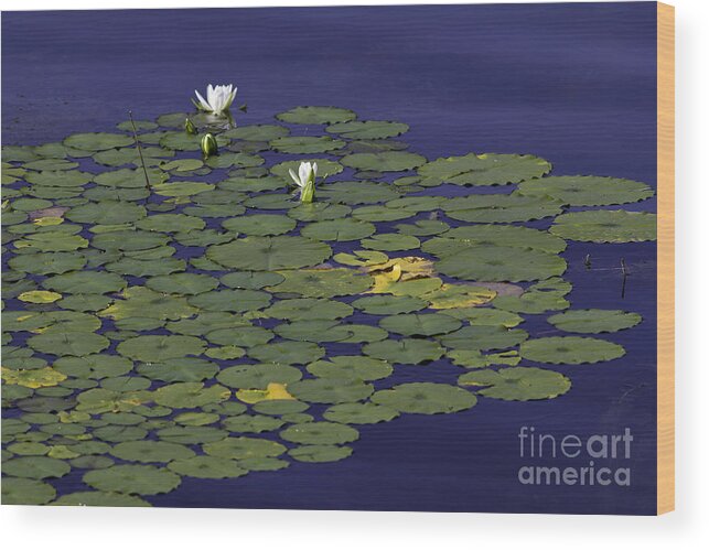  Wood Print featuring the photograph Water lilies by Les Palenik