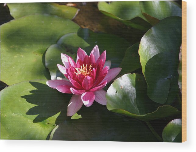 Nymphaeaceae Wood Print featuring the photograph Water Lilly by Mark Langford