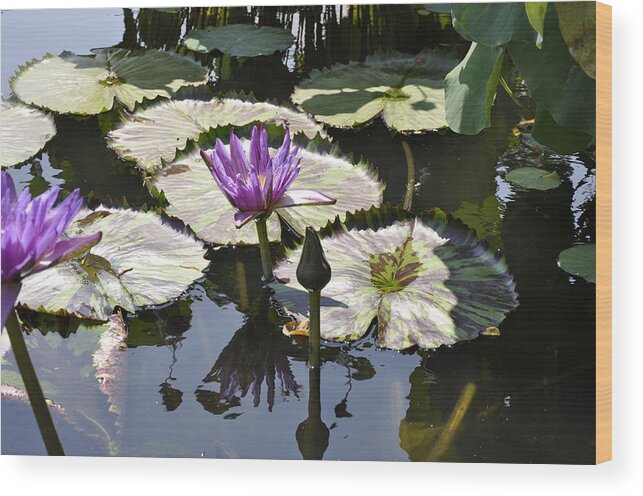 Water Lily Wood Print featuring the photograph Water Lily by Dottie Branch