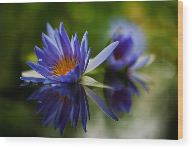Lily Wood Print featuring the photograph Water Lily Reflections by Mike Reid