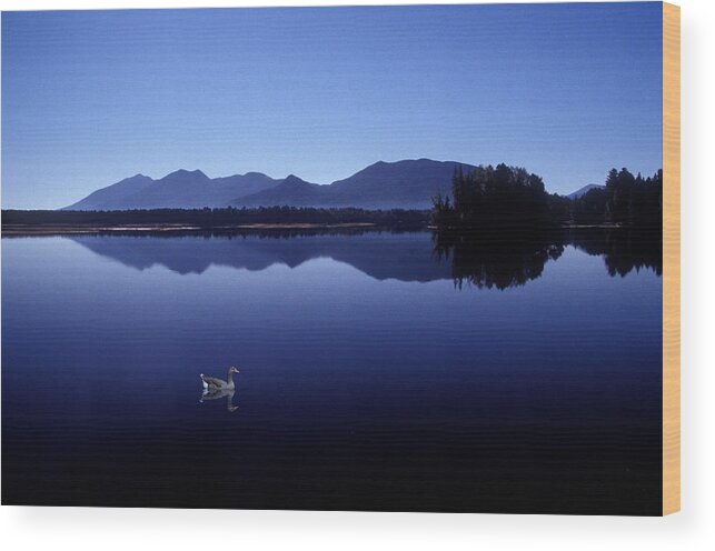 Goose Wood Print featuring the photograph Water Mirror by Brent L Ander