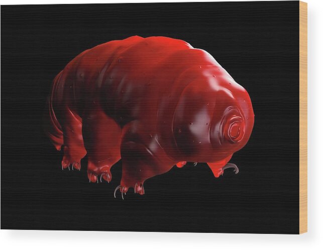 Artwork Wood Print featuring the photograph Waterbear by Science Artwork