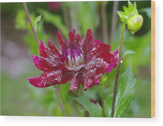 Viento Wood Print featuring the photograph Waterdrops on petals by Jeff Swan