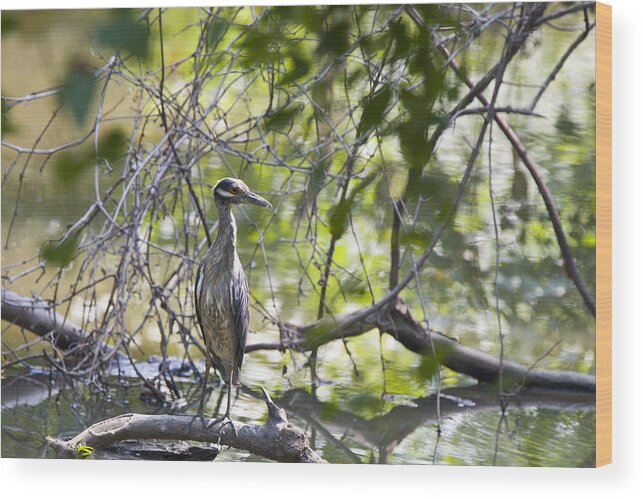 Great Blue Heron Photographs Wood Print featuring the photograph Waterside Blue Heron by Vernis Maxwell