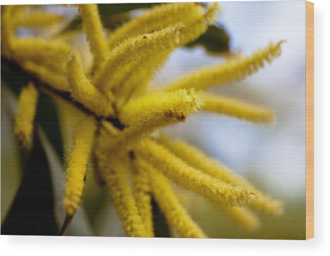 Yellow Wood Print featuring the photograph Wattle Spikes by Carole Hinding