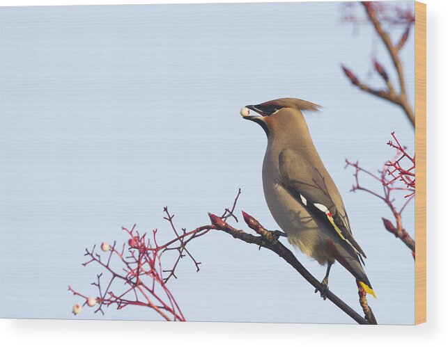 Waxwing Wood Print featuring the photograph Waxwing by Chris Smith