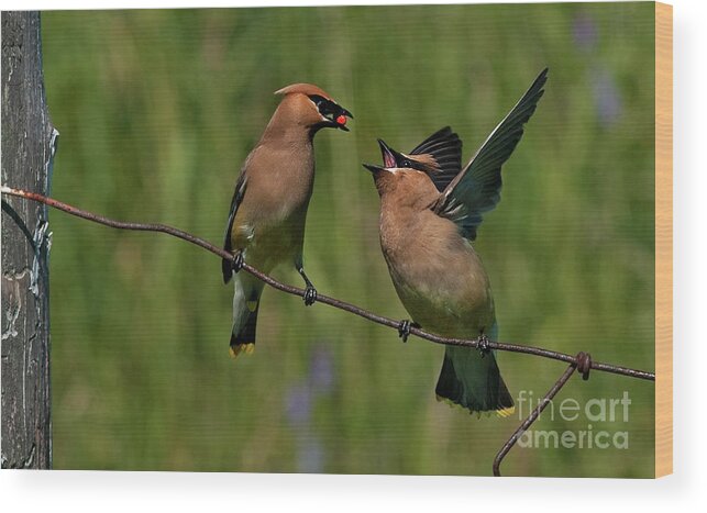 Festblues Wood Print featuring the photograph Waxwing Love.. by Nina Stavlund